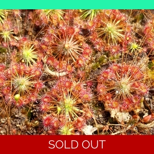 Drosera pygmaea EAST OF AU, 10+ gemmae